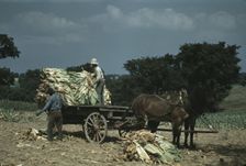 Taking burley tobacco in from the fields after it had been cut...Russell Spears farm, Ky., 1940. Creator: Marion Post Wolcott