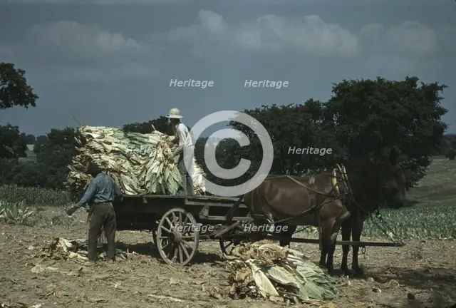 Taking burley tobacco in from the fields after it had been cut...Russell Spears' farm, Ky., 1940. Creator: Marion Post Wolcott.
