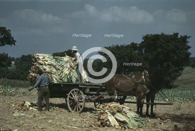 Taking burley tobacco in from the fields after it had been cut...Russell Spears' farm, Ky., 1940. Creator: Marion Post Wolcott.