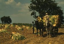 Taking burley tobacco in from the fields after it had been cut...Russell Spears farm, Ky., 1940. Creator: Marion Post Wolcott