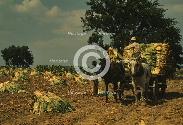 Taking burley tobacco in from the fields after it had been cut...Russell Spears' farm, Ky., 1940. Creator: Marion Post Wolcott.