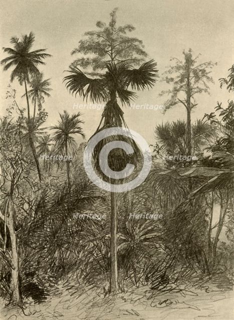 Talipot palm after flowering, Ceylon, 1898. Creator: Christian Wilhelm Allers.