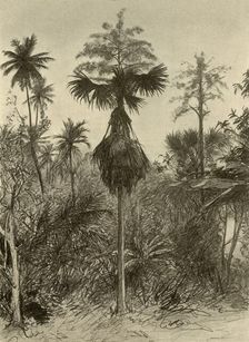 Talipot palm after flowering, Ceylon, 1898. Creator: Christian Wilhelm Allers