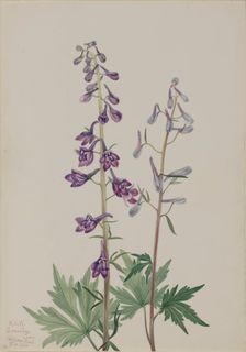 Tall Larkspur (Delphinium elongatum), 1920. Creator: Mary Vaux Walcott