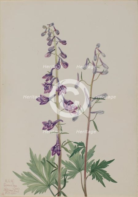 Tall Larkspur (Delphinium elongatum), 1920. Creator: Mary Vaux Walcott.