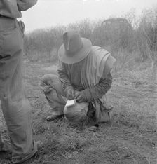 Tally, Cotton field in South Texas, 1936. Creator: Dorothea Lange