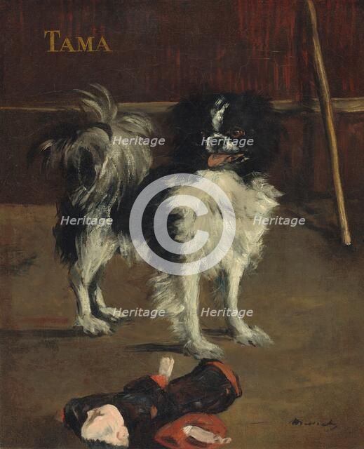 Tama, the Japanese Dog, c. 1875. Creator: Edouard Manet.