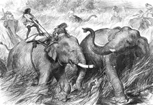 Tame Elephants hunting a Wild Elephant, from a sketch by one of our special artists in India, 1876. Creator: Unknown