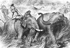 Tame Elephants hunting a Wild Elephant, from a sketch by one of our special artists in India, 1876. Creator: Unknown