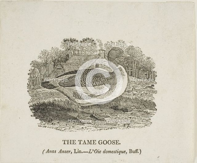 Tame Goose, n.d. Creator: Thomas Bewick.