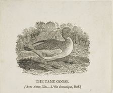 Tame Goose, n.d. Creator: Thomas Bewick