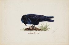 Tame Raven "Judas", 1834. Creator: Ferdinand von Wright