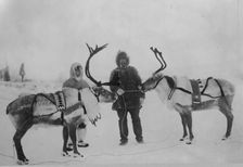 Tame reindeer, between c1900 and c1930. Creator: Unknown