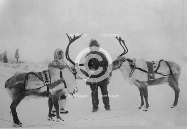 Tame reindeer, between c1900 and c1930. Creator: Unknown.