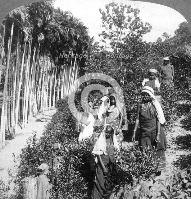 Tamil women picking tea on Sir Thomas Lipton's estate, Polgahawela, Sri Lanka, 1903.Artist: Underwood & Underwood