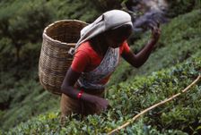 Tamil Tea-Picker, Near West Haputale, Sri Lanka, 20th century. Artist: CM Dixon