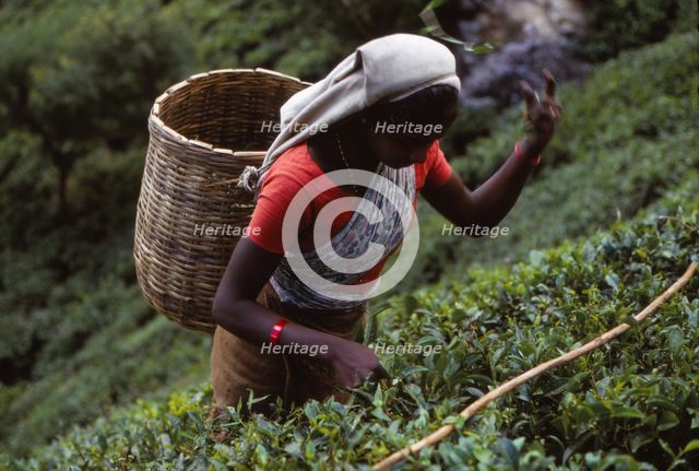 Tamil Tea-Picker, Near West Haputale, Sri Lanka, 20th century. Artist: CM Dixon.