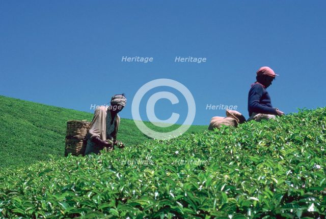 Tamil tea-pickers in Sri Lanka. Artist: CM Dixon Artist: Unknown
