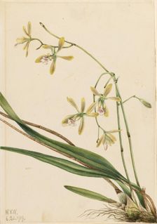 Tampa Epidendrum (Epidendrum tampense), 1919. Creator: Mary Vaux Walcott