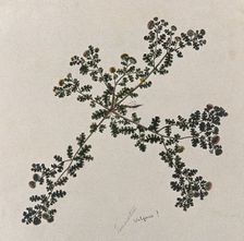 Tansy (Tanacetum vulgare): entire flowering plant. Creator: Unknown