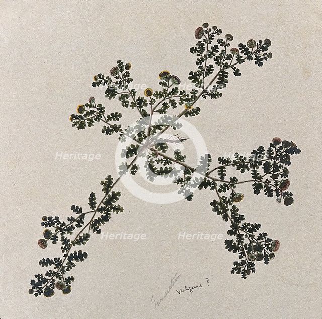 Tansy (Tanacetum vulgare): entire flowering plant. Creator: Unknown.