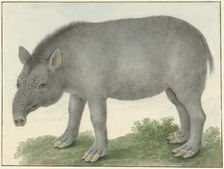 Tapir, 1825. Creator: Izaak van Haastert