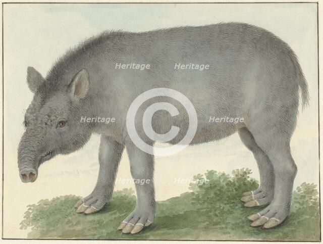 Tapir, 1825. Creator: Izaak van Haastert.