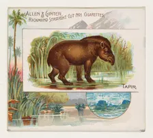 Tapir, from Quadrupeds series (N41) for Allen & Ginter Cigarettes, 1890. Creator: Allen & Ginter