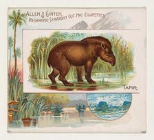 Tapir, from Quadrupeds series (N41) for Allen & Ginter Cigarettes, 1890. Creator: Allen & Ginter
