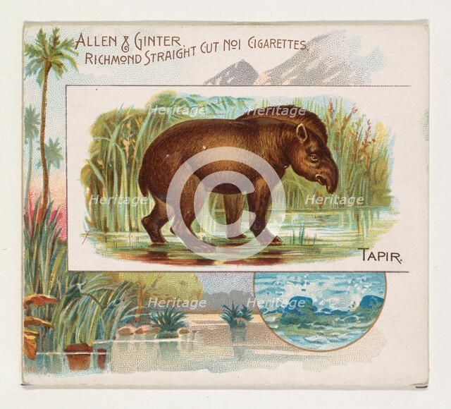 Tapir, from Quadrupeds series (N41) for Allen & Ginter Cigarettes, 1890. Creator: Allen & Ginter.