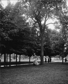 Tappan Oak, University of Michigan, between 1900 and 1905. Creator: Unknown