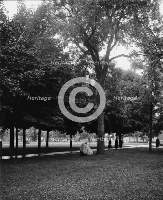 Tappan Oak, University of Michigan, between 1900 and 1905. Creator: Unknown.