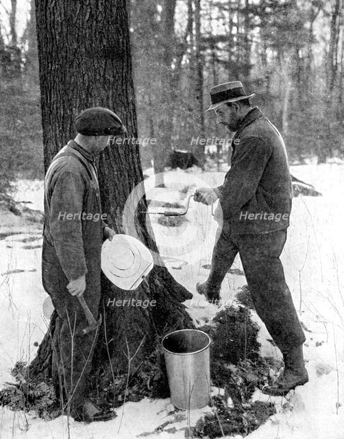 Tapping for maple syrup, Canada, 1936.Artist: Canadian Government