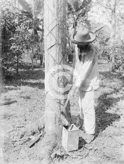 Tapping Rubber Tree with machete (Old Way), between c1915 and c1920. Creator: Bain News Service.