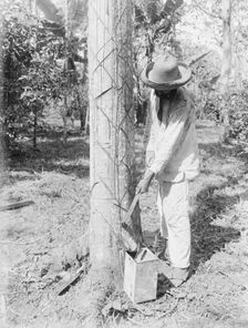 Tapping Rubber Tree with machete (Old Way), between c1915 and c1920. Creator: Bain News Service