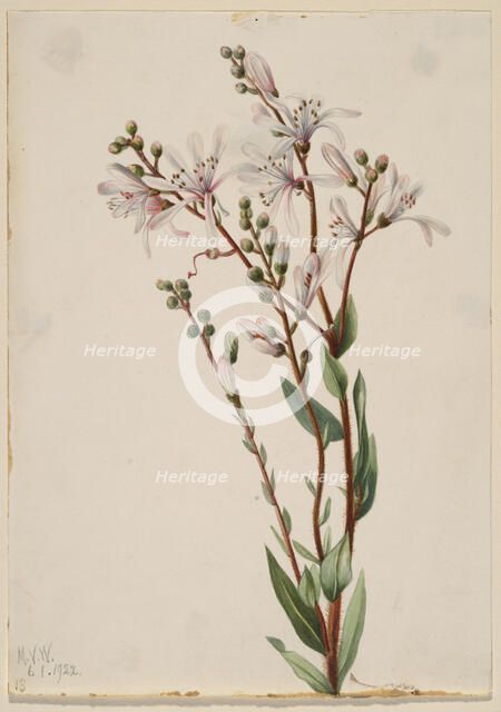 Tarflower (Befaria racemosa), 1922. Creator: Mary Vaux Walcott.