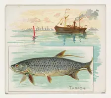 Tarpon, from Fish from American Waters series (N39) for Allen & Ginter Cigarettes, 1889. Creator: Allen & Ginter