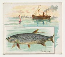 Tarpon, from Fish from American Waters series (N39) for Allen & Ginter Cigarettes, 1889. Creator: Allen & Ginter