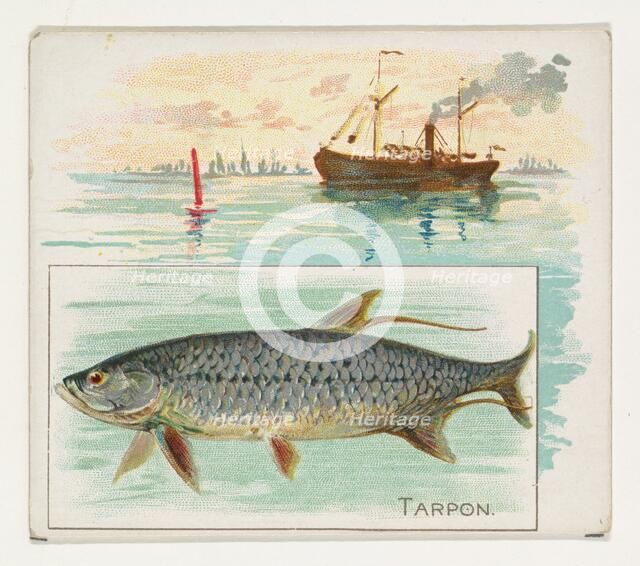 Tarpon, from Fish from American Waters series (N39) for Allen & Ginter Cigarettes, 1889. Creator: Allen & Ginter.