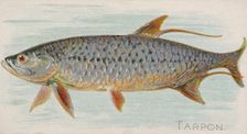 Tarpon, from the Fish from American Waters series (N8) for Allen & Ginter Cigarettes Brands, 1889. Creator: Allen & Ginter