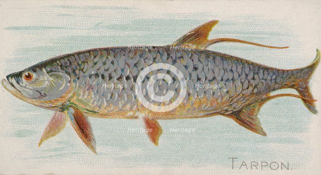 Tarpon, from the Fish from American Waters series (N8) for Allen & Ginter Cigarettes Brands, 1889. Creator: Allen & Ginter.