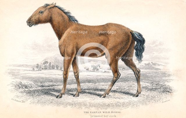 Tarpan, 1830. Creator: William Home Lizars.