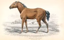 Tarpan, 1830. Creator: William Home Lizars
