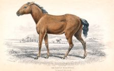 Tarpan, 1830. Creator: William Home Lizars