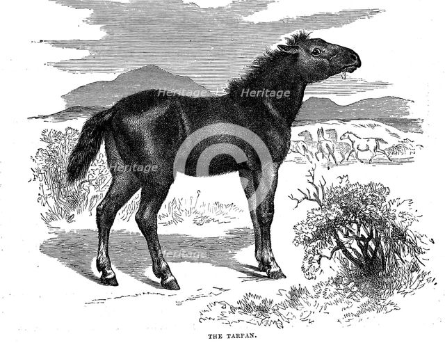 Tarpan, 1884. Artist: Unknown