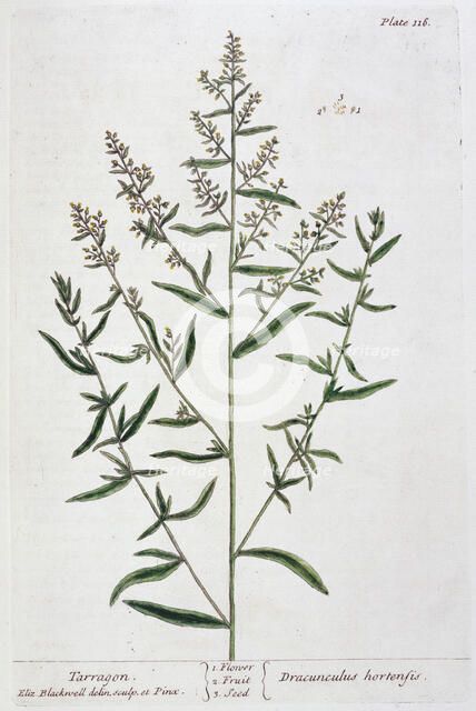 Tarragon, 1782. Artist: Elizabeth Blackwell