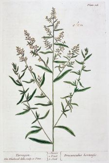Tarragon, 1782. Creator: Elizabeth Blackwell