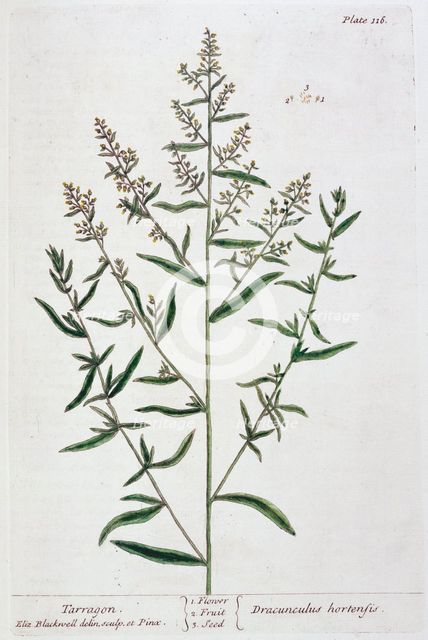 Tarragon, 1782. Creator: Elizabeth Blackwell.