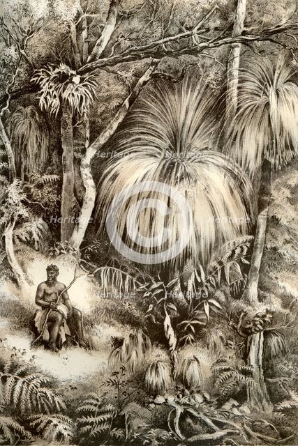 Tasmanian forest scene, 1879. Artist: McFarlane and Erskine