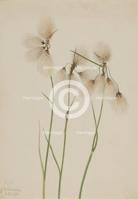 Tassel Cottongrass (Eriophorum angustifolium), 1920. Creator: Mary Vaux Walcott.